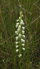 Peristylus lacertiferus