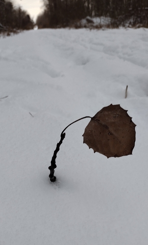 Bigtooth aspen