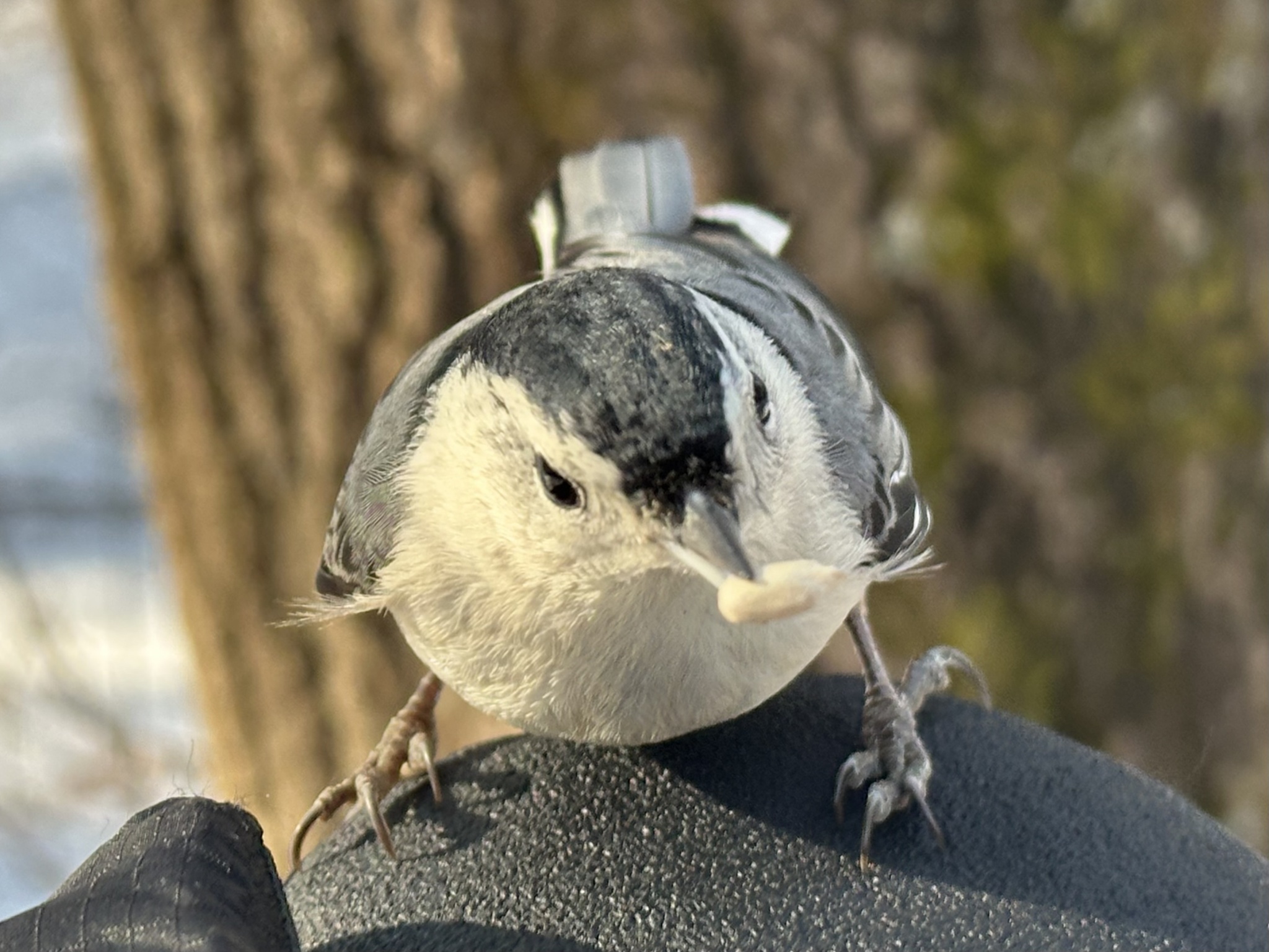 White-breasted Nuthatch (Sitta carolinensis), photo 6