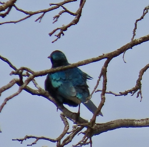 Sharp-tailed Starling (Lamprotornis acuticaudus), photo 2