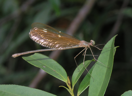 Green Metalwing photo 2