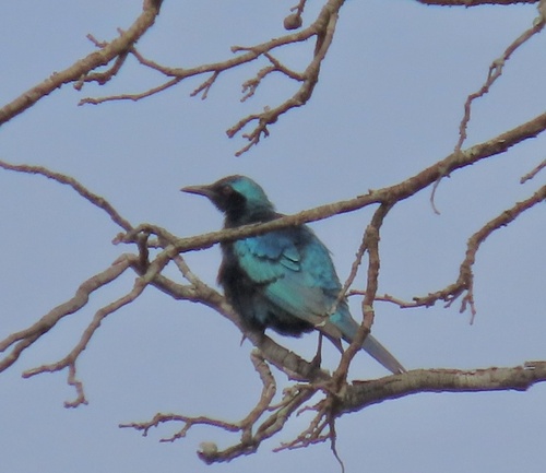 Sharp-tailed Starling (Lamprotornis acuticaudus), photo 4