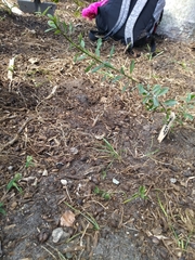 Bourreria cassinifolia