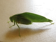 Microcentrum marginatum