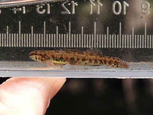 Swamp darter (Etheostoma fusiforme) — Percidae — 3