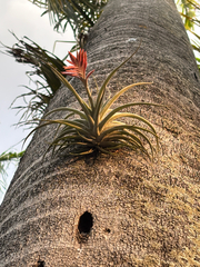 Tillandsia didisticha, photograph (c) Jose Gutierrez Higa, some rights reserved (CC BY)