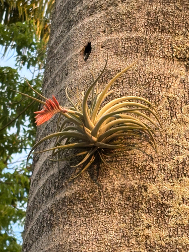 Tillandsia didisticha, photograph 2
