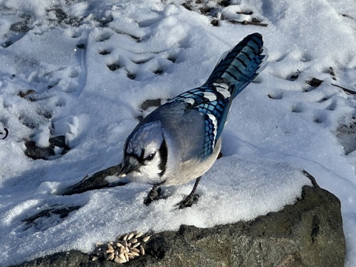 Blue Jay (Cyanocitta cristata), photo 5