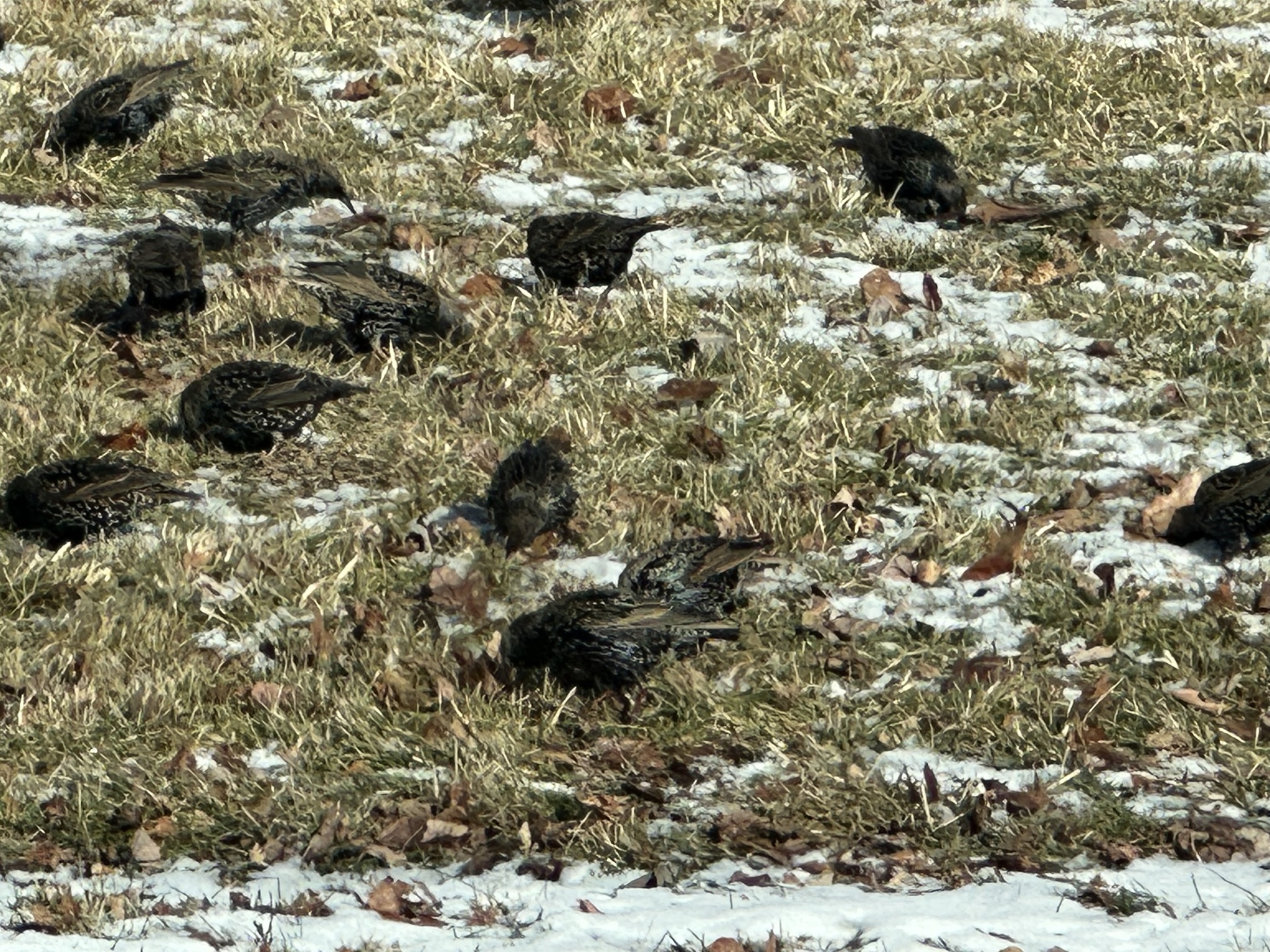 European starling (Sturnus vulgaris)