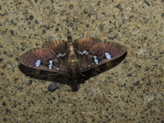 Desmia ploralis