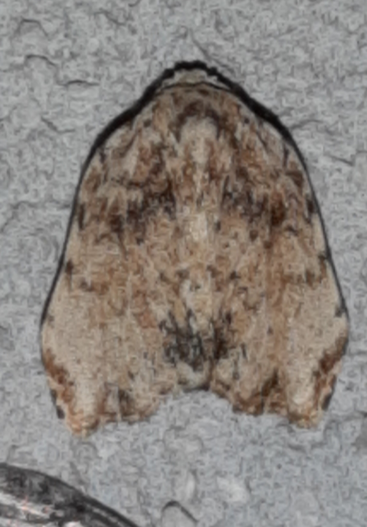 Clemensia cernitis