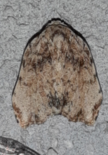 Clemensia cernitis