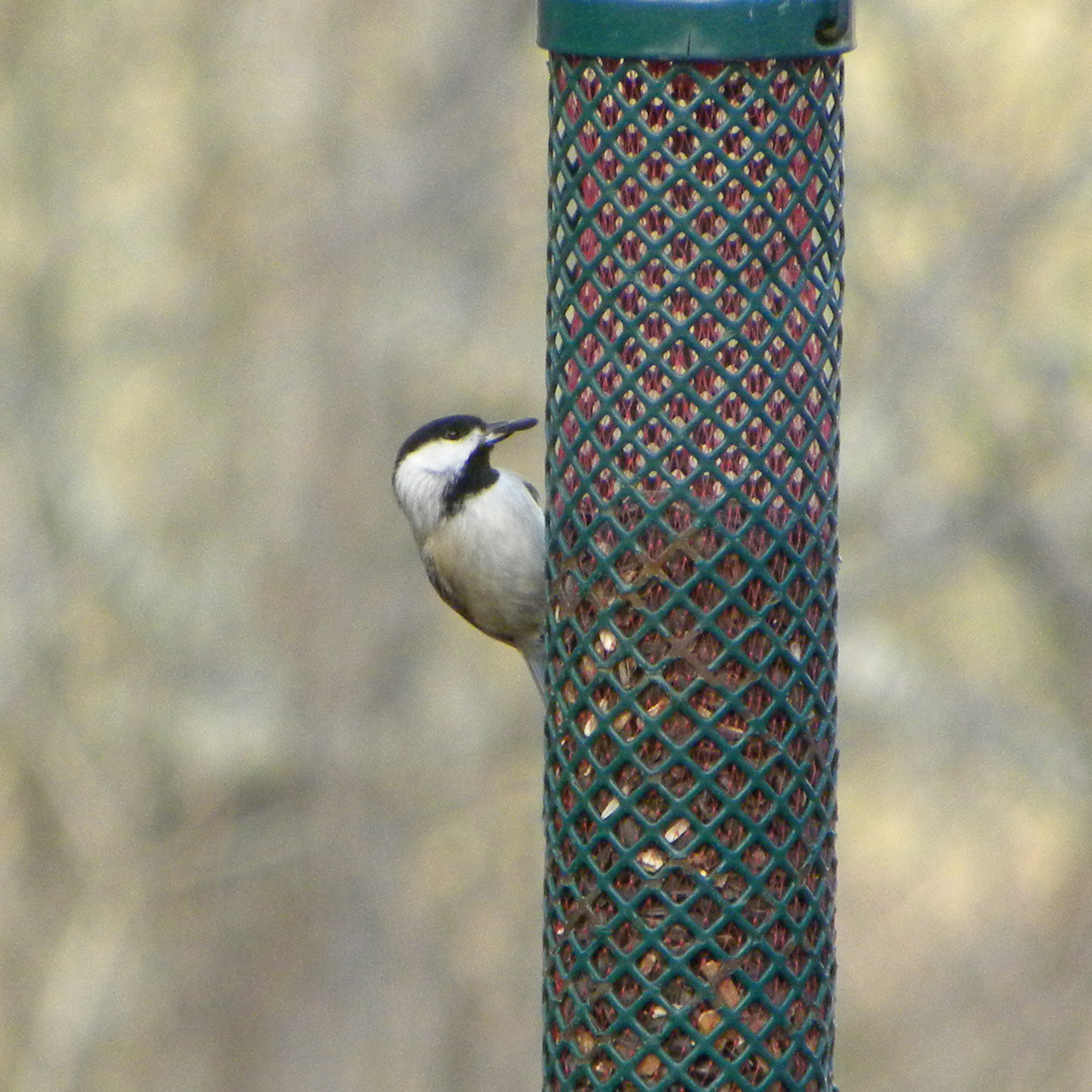 Carolina Chickadee (Poecile carolinensis), photo 6