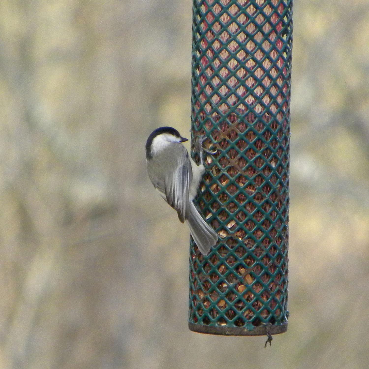 Carolina Chickadee (Poecile carolinensis), photo 7