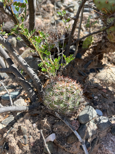 Acanthocalycium thionanthum