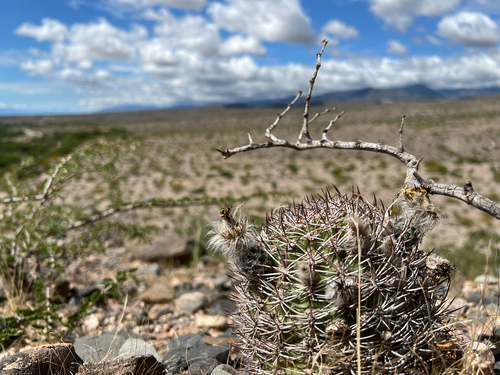Acanthocalycium thionanthum, photograph 2
