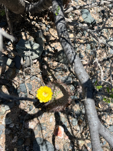 Acanthocalycium thionanthum, photograph 5