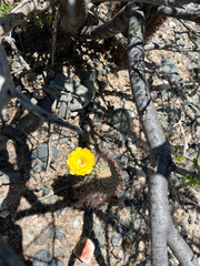 Acanthocalycium thionanthum, photograph (c) Kay Urban, some rights reserved (CC BY)