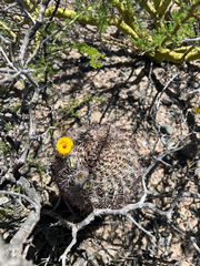 Acanthocalycium thionanthum, photograph (c) Kay Urban, some rights reserved (CC BY)
