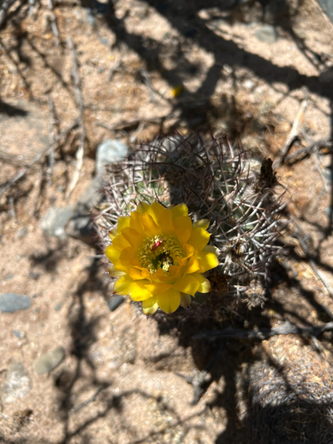 Acanthocalycium thionanthum, photograph 6