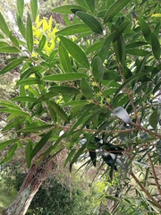 Mike Bowie, CC BY, iNaturalist via GBIF Notelaea neolanceolata, photograph Mike Bowie, CC BY, iNaturalist via GBIF