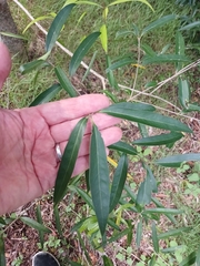 Mike Bowie, CC BY, iNaturalist via GBIF Notelaea neolanceolata, photograph Mike Bowie, CC BY, iNaturalist via GBIF