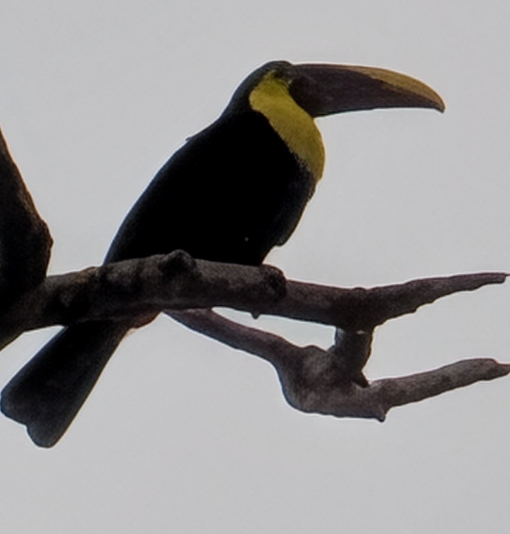 Yellow-throated Toucan (Ramphastos ambiguus), photo 3