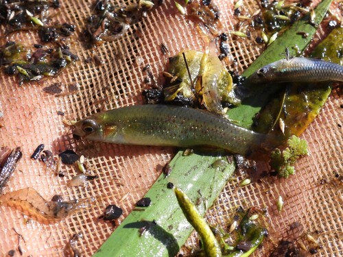 Golden topminnow (Fundulus chrysotus) — Fundulidae — 3