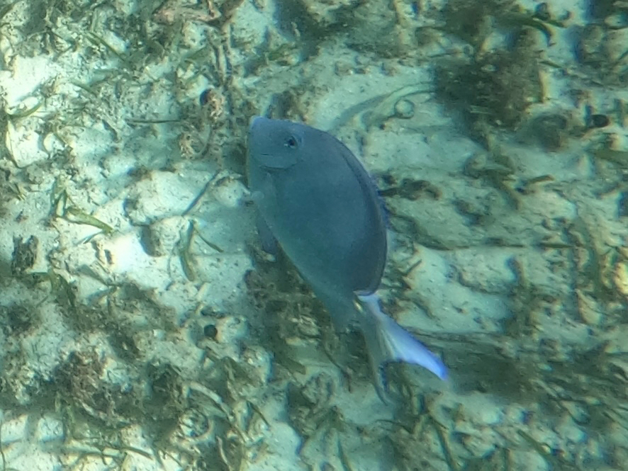 Blue tang surgeonfish (Acanthurus coeruleus) — Acanthuridae