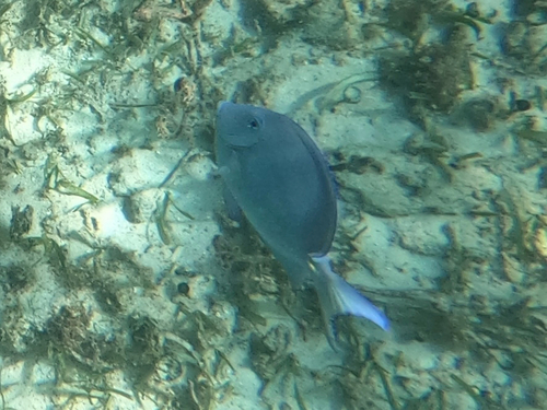 Blue tang surgeonfish (Acanthurus coeruleus) — Acanthuridae