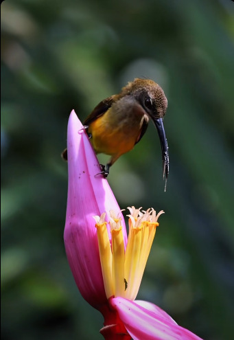 Arachnothera longirostra