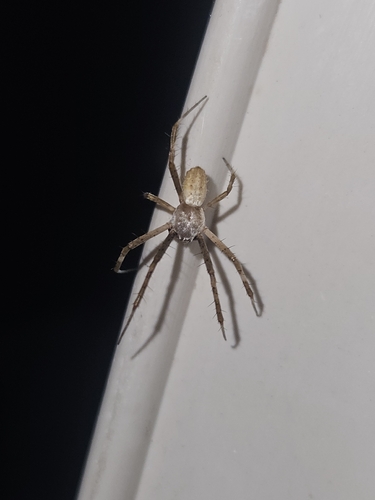 Silver Garden Orbweaver