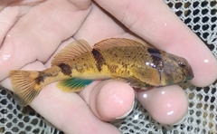 Blenny Darter photo 4