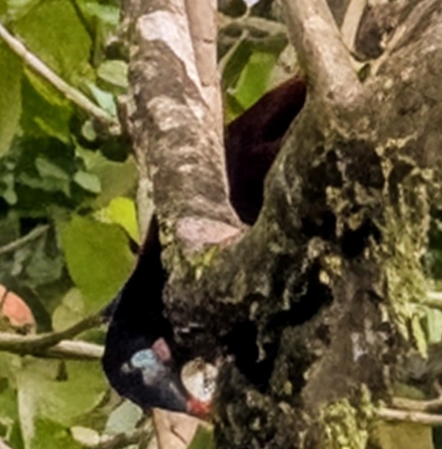 Montezuma Oropendola (Psarocolius montezuma), photo 4
