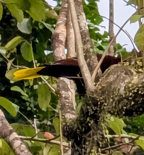 Montezuma Oropendola (Psarocolius montezuma), photo 5