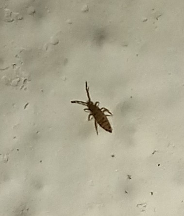 Entomobrya multifasciata (Tullberg, 1871)