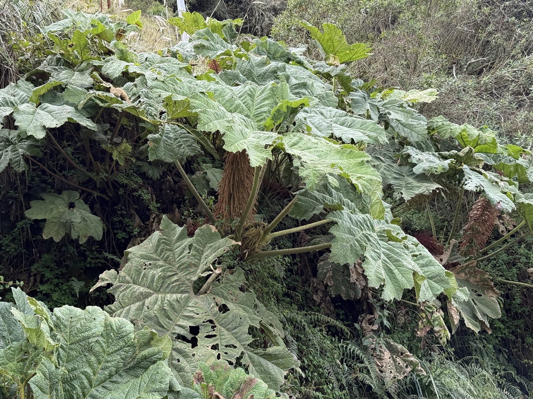Chilean rhubarb