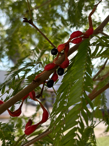Cojoba arborea