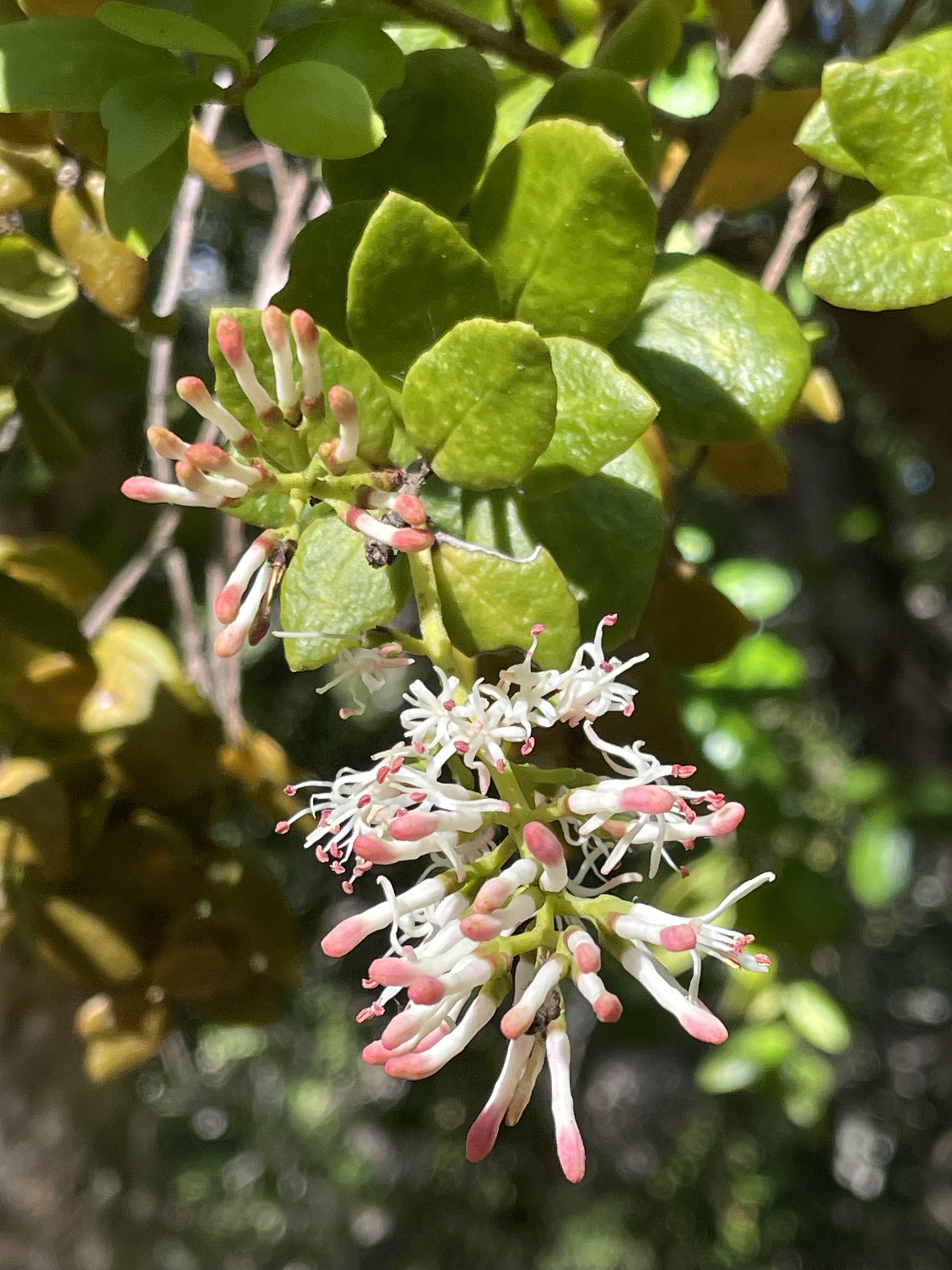 Quintral del peumo