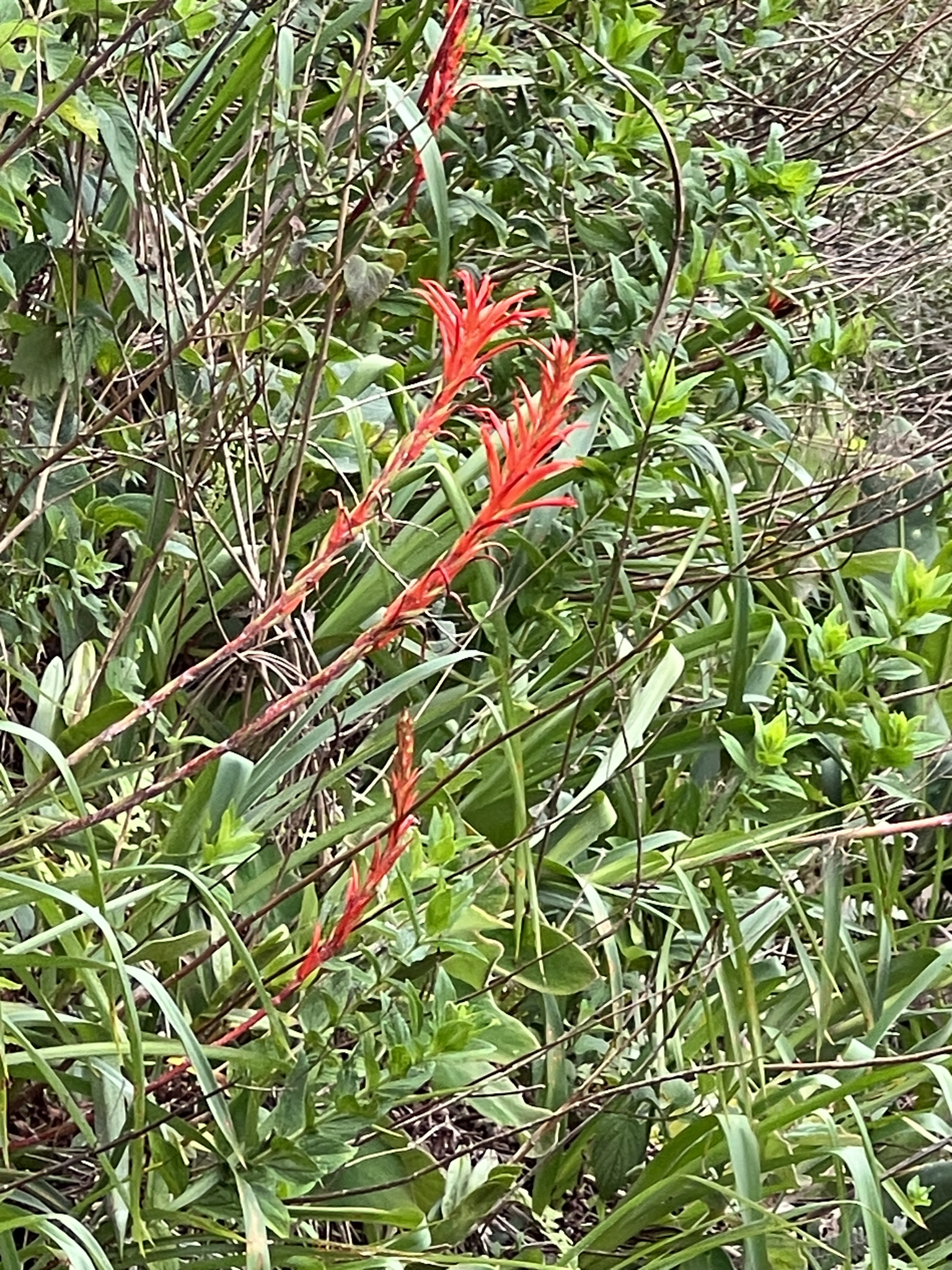 Pitcairnia × darblayana Sallier 2