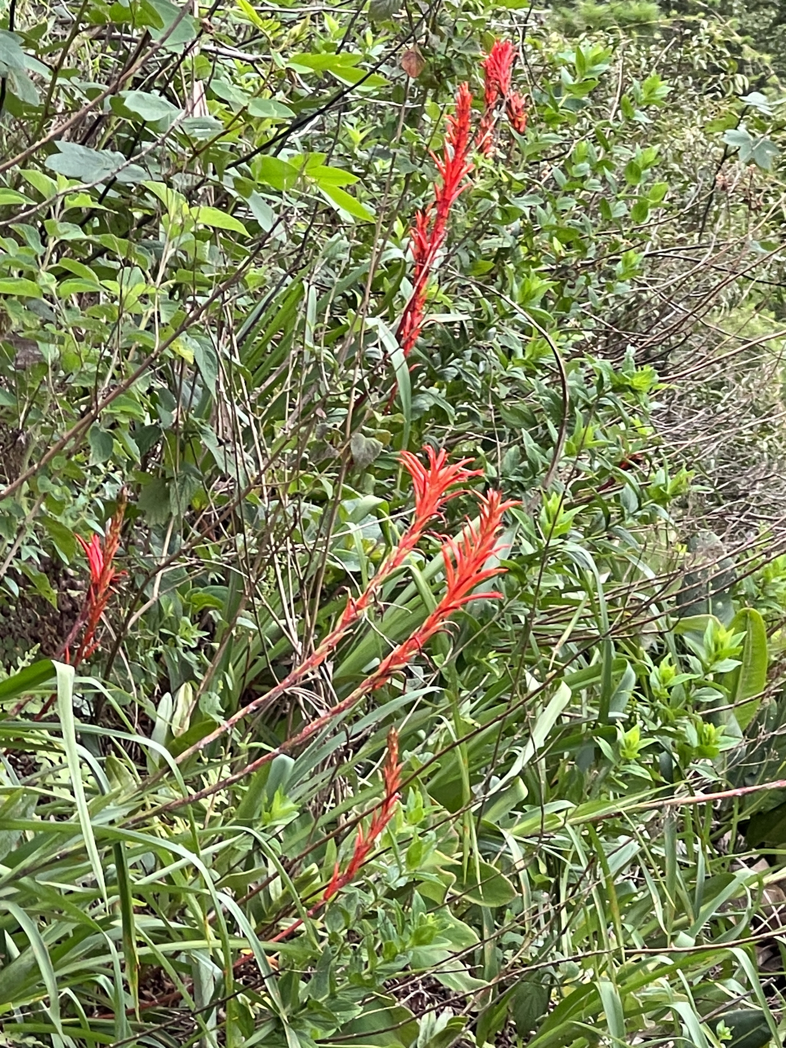 Pitcairnia × darblayana Sallier