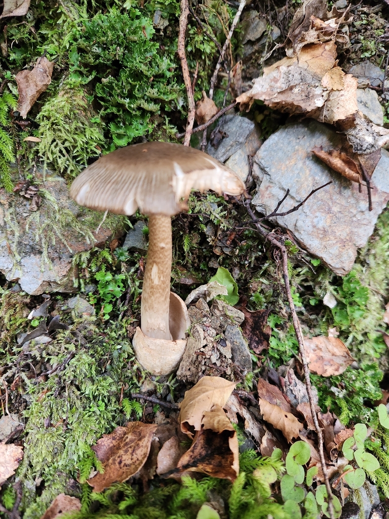 Amanita pekeoides · December 2025 · photo: © archie_tarn (iNaturalist, cc-by)