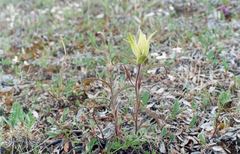 Castilleja arctica