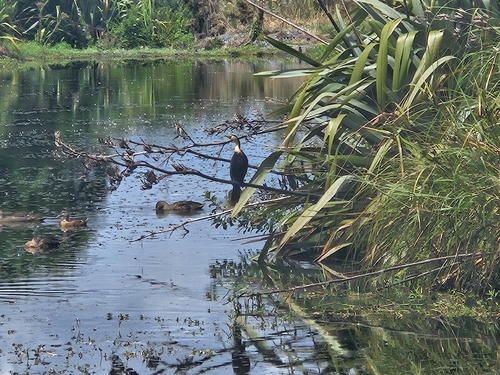Australian Pied Cormorant (Phalacrocorax varius), photo 4