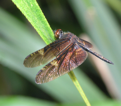 Rhyothemis obsolescens