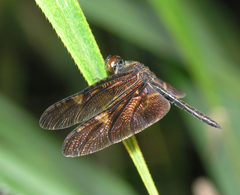 Rhyothemis obsolescens