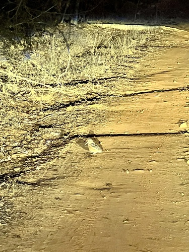 American Woodcock (Scolopax minor), photo 4