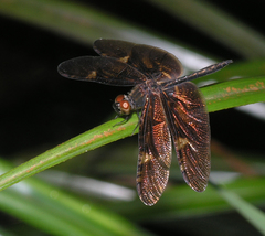 Rhyothemis obsolescens