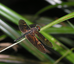Rhyothemis obsolescens