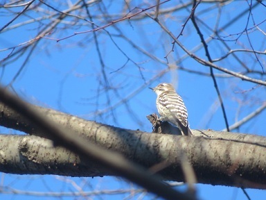 Japanese Pygmy Woodpecker (Yungipicus kizuki)